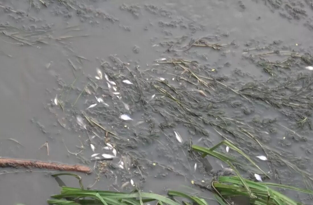 Balık ölümleri paniğe neden oldu! Yetkililer harekete geçti