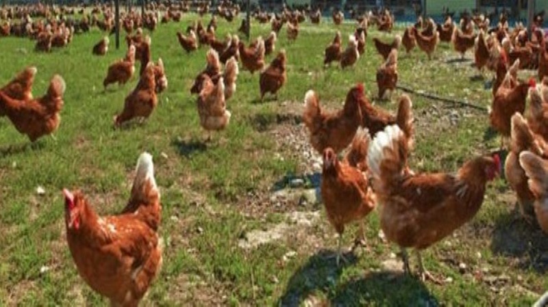 Tavuk İhracatı Durduruluyor: Yarından İtibaren Geçerli Olacak!